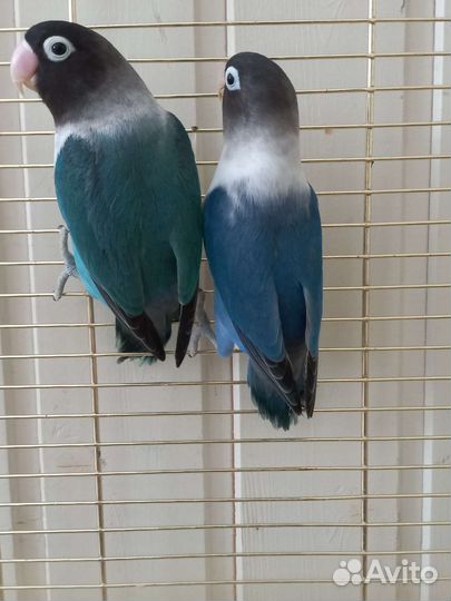 Попугай неразлучники фишер