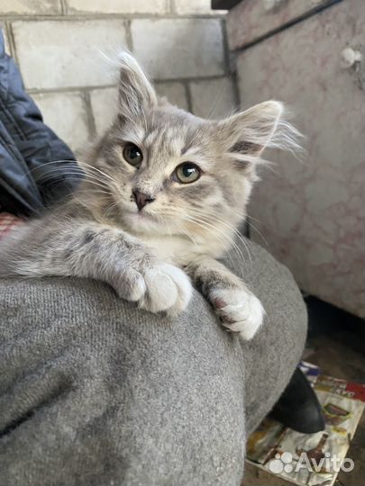 Котята от сибирской кошки