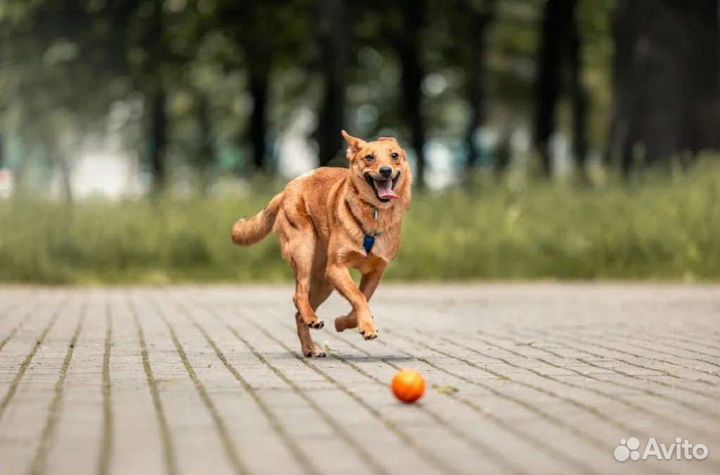 Собака в добрые руки