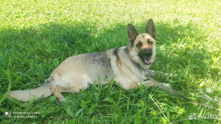 Отдам в добрые руки