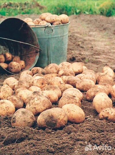 Картофель нового урожая