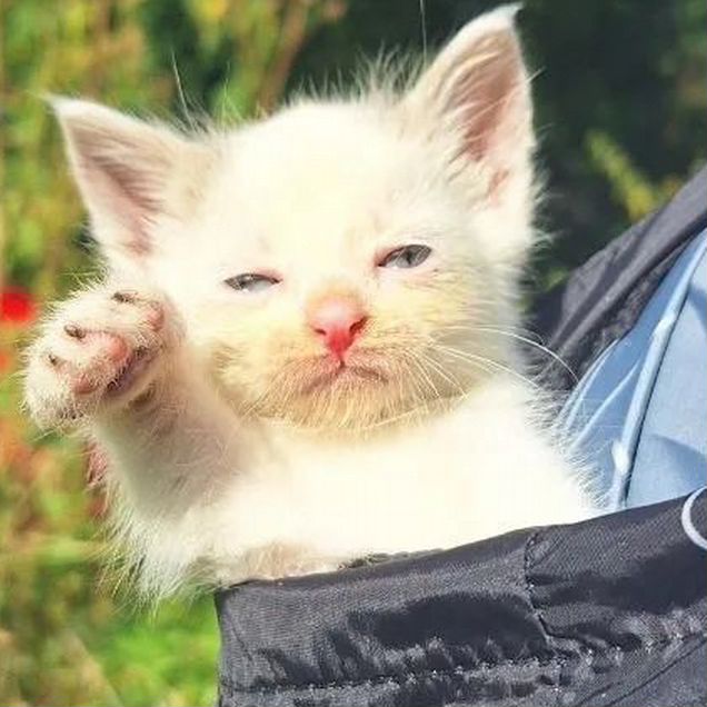 Котёнок в добрые руки