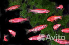 Аквариумные рыбки и растения