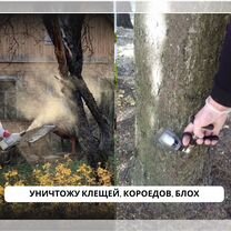 Обработка от клещей комаров муравьев Дезинфекция, Апрелевка