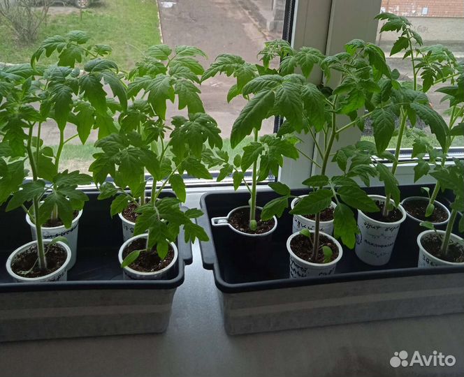 Рассада томатов с отличными вкусовыми качествами