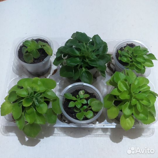 Фиалка трейлер мини сортовая