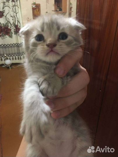 Отдам в добрые руки котят