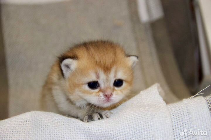 Элитный котик золотой тикированный и кот для вязки