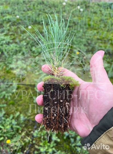 Предзаказ Горная сосна Мугус зкс сеянцы