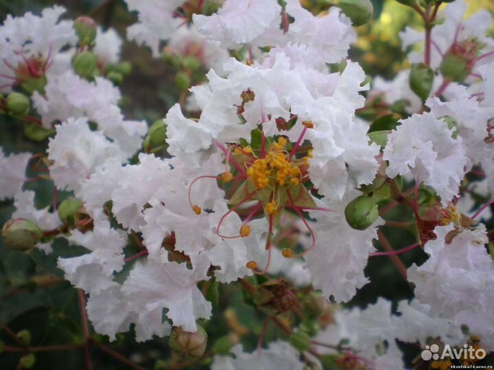 Лагерстремия (индийская сирень) - белая
