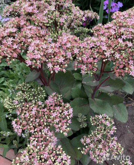 Прунелла, Садовые растения