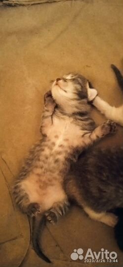 Котята бесплатно