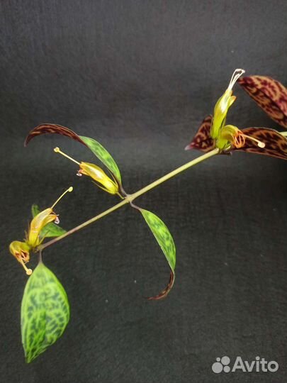 Эсхинантус марморатус (мраморный)