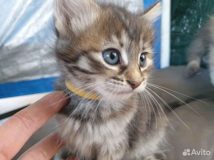 Котенок маленький бесплатно