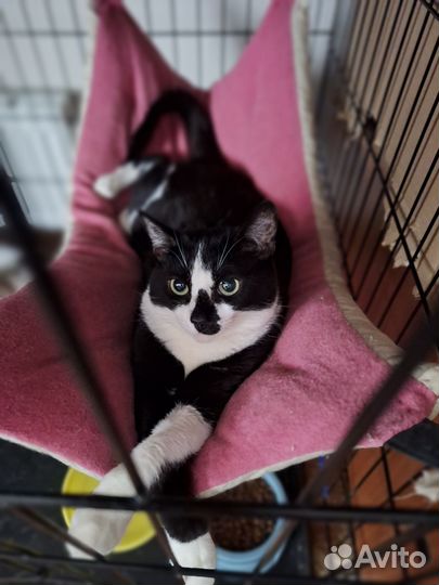 Изящная кошка Капелька из приюта. В добрые руки