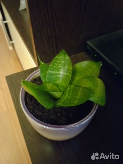 Сансевиерия