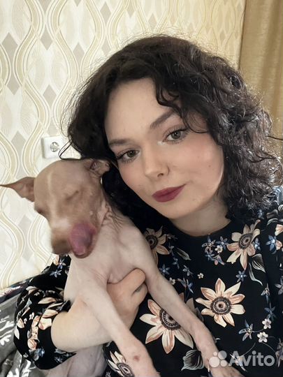 Зооняня выгул собак