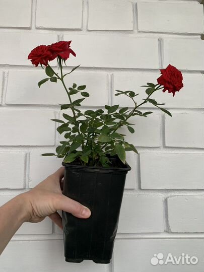 Комнатные цветы розы