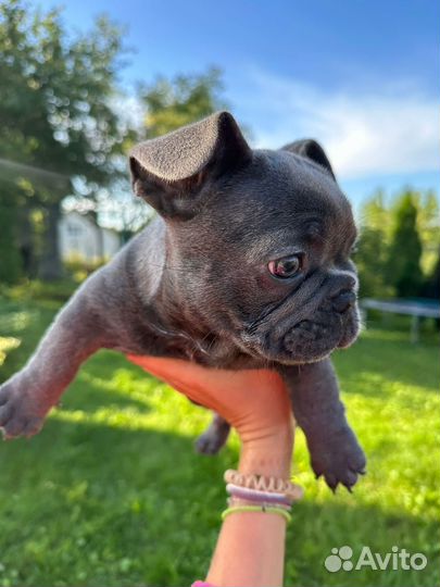 Французский бульдог