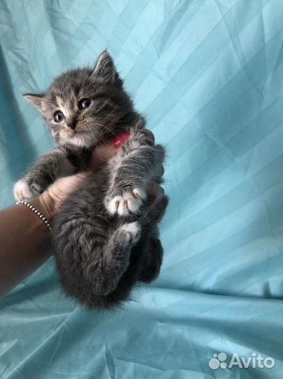 Котята в добрые руки, в дар