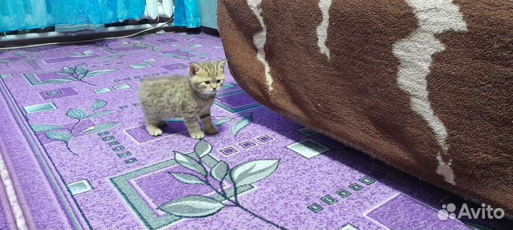 Шотландские котята