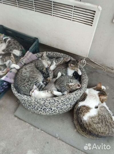 Котята в добрые руки