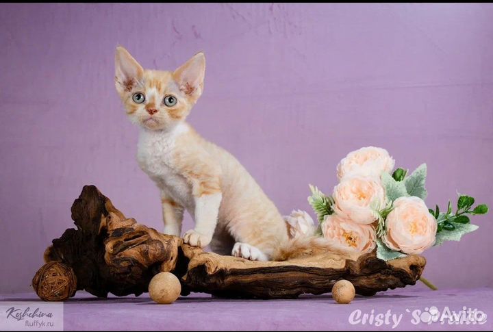 Котята девон-рекс