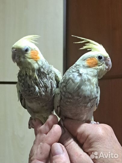 Попугайкорелла ручной