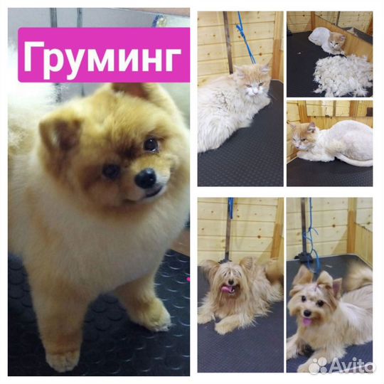 Грумер - Стрижка собак и кошек