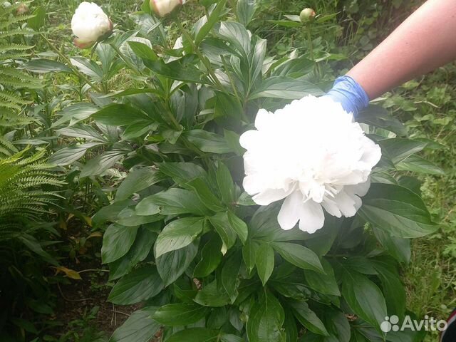 Пионы.Саженцы.Розовые