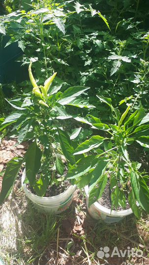 Перец острый