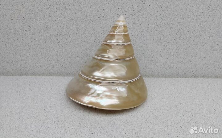 Нилотикус 11*11,7 морская ракушка раковина