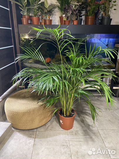 Пальма арека дипсис