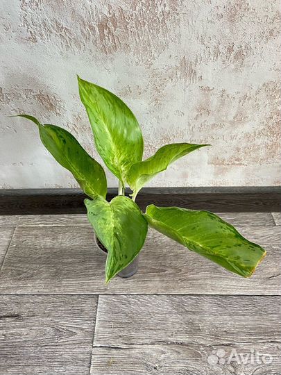 Аглаонемы сортовые (Таиланд)