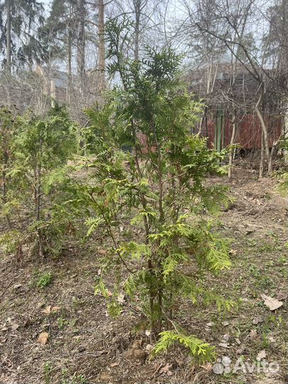 Туя брабант