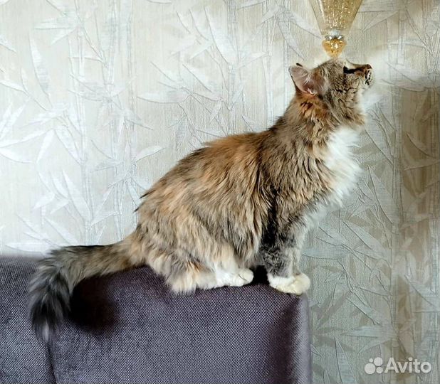 После смерти хозяина кошка стала никому не нужна