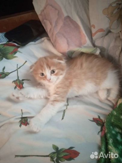 Шотландский вислоухий котёнок