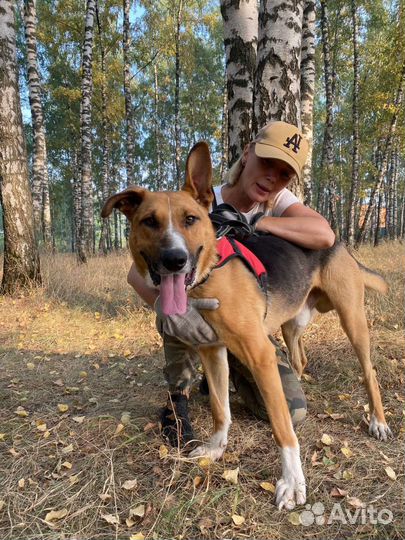 Классная собака из приюта ждёт своего хозяина