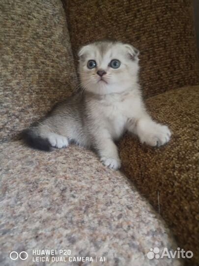 Шотландская вислоухая шиншилла