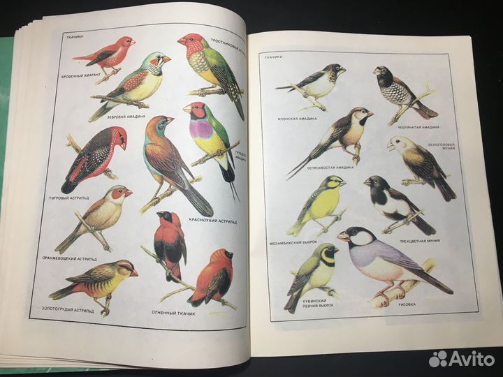 Наши питомцы, 1986 птицы аквариум террариум