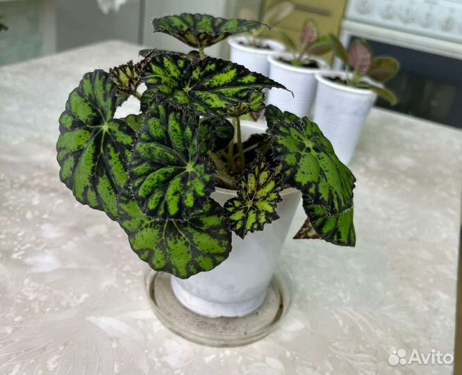 Бегония декоративно лиственная