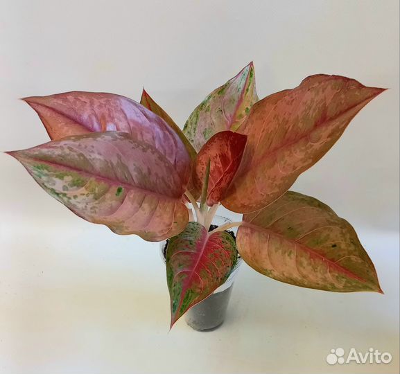 Аглаонема Тайская