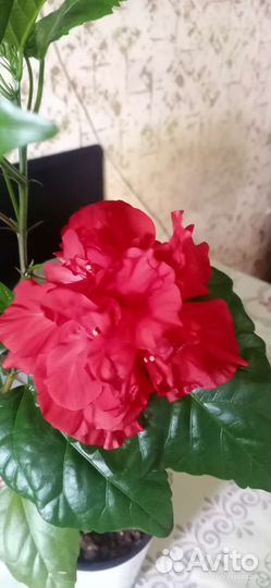 Махровая китайская роза(гибискус). Подростки
