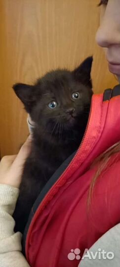 Котята чёрный и двух цветные бесплатно