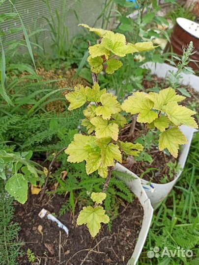 Клубника крупнопл. Максим и др растения для сада