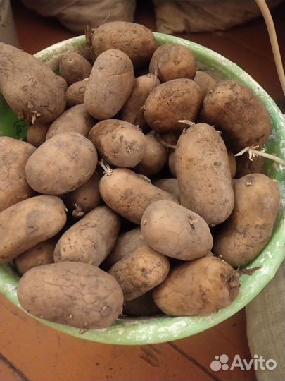 Продам картофель