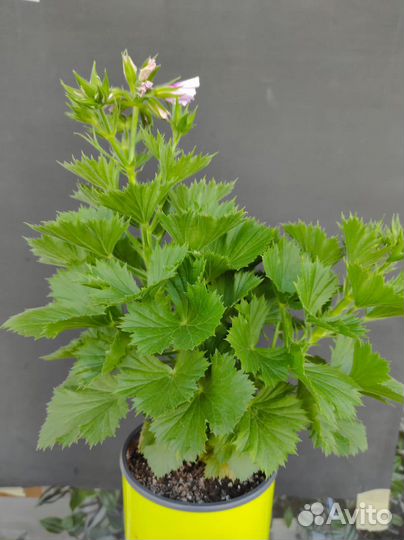 Герань королевская