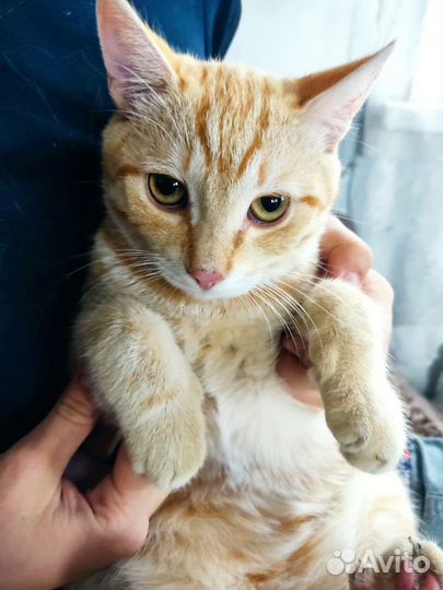 Кошки бесплатно