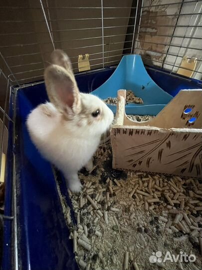 Декоративные кролики