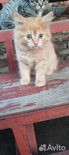 Котята в добрые руки приучены к лотку